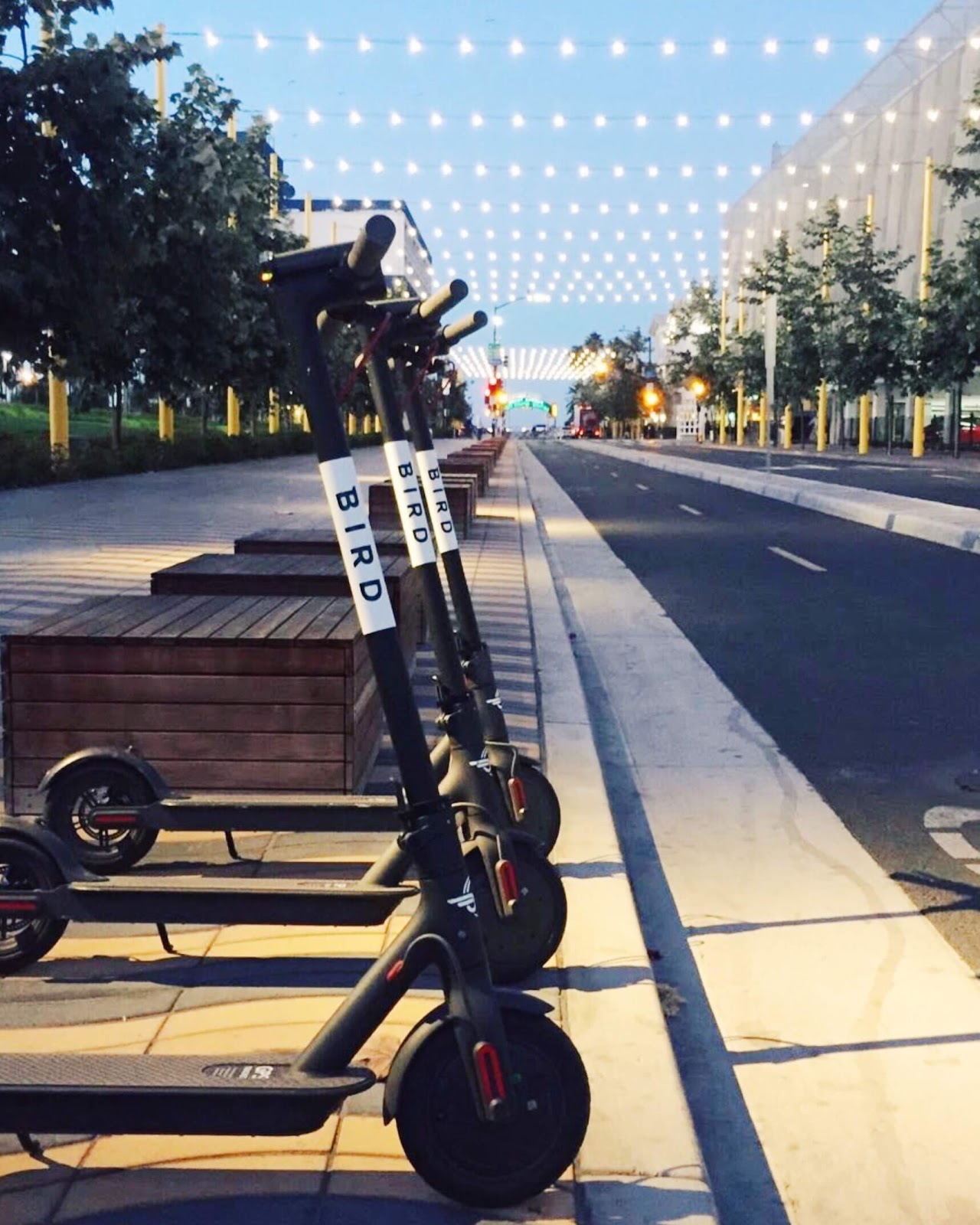 Bird Scooters
