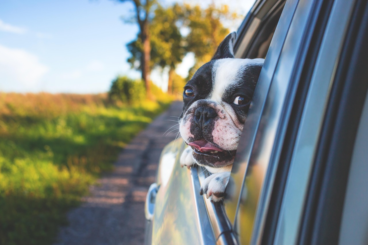 Provide Specialized Transportation 