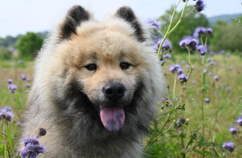 Uber threatens deactivation for drivers who refuse rides to passengers with service animals.