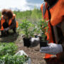 tree planting 90x90